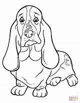 Basset Hound coloring Page  Free Printable Coloring Pages sketch template