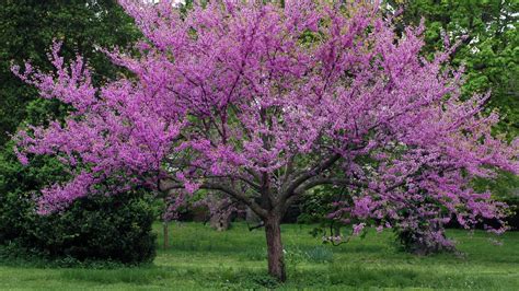 Meet the Redbud tree