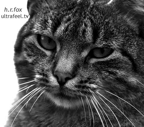cat-portrait-black-white-ultrafeel | Cat black and white por… | Flickr