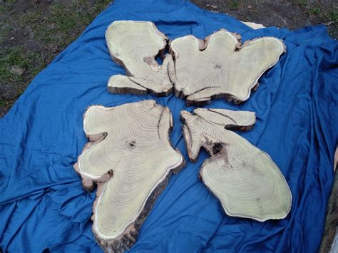 Large Acacia Slices for Crafts, Epoxy Resin Project, Rustic Acacia Wood Pieces for DIY, Unique ...