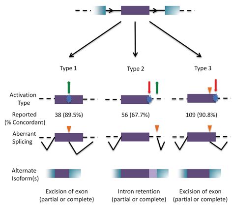 Interpretation of mRNA splicing mutations in... | F1000Research