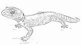 Leopard Gecko Coloring Page » Turkau sketch template