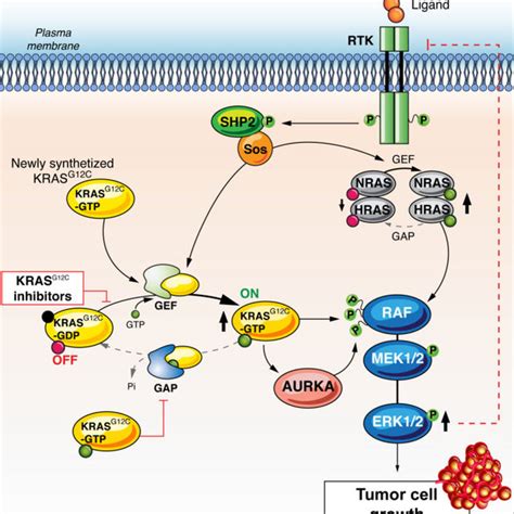 TKIs KRAS G12C Inhibitors in Clinical Development. | Download Scientific Diagram