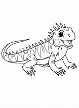 71 Lizard Coloring Pages  ColoringPagesOnlycom sketch template