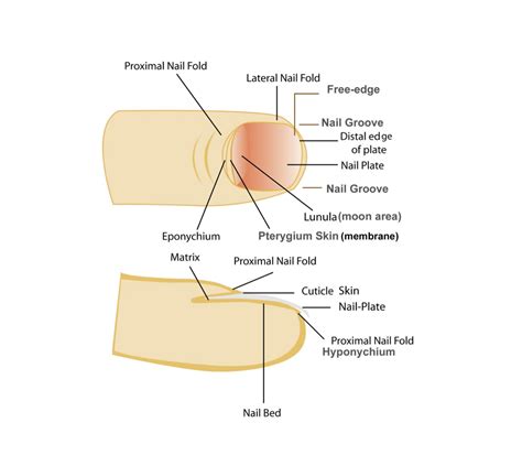 Nail Anatomy - Mink Beauty Academy