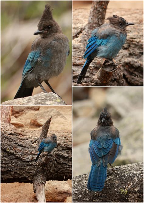 Living on the other side of the planet with my three boys: Wildlife in Yosemite