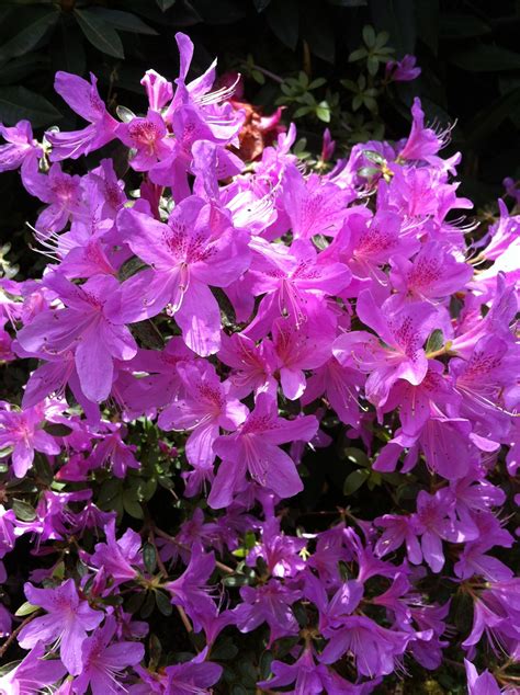 Free Images : flower, garden, flora, shrub, rhododendron, flowering plant, annual plant, woody ...