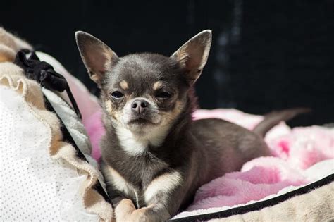 120 Cute Boy Chihuahua Names – Male Names for Chihuahuas - PetPress