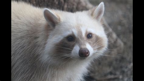 Raccoon Training Session at Denver Zoo - YouTube