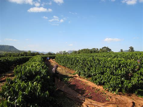 Coffee Regions of Brazil – Ally Open