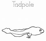 Tadpole Coloring Pages sketch template