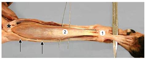 Canine Caudal group of antebrachial muscles Diagram | Quizlet