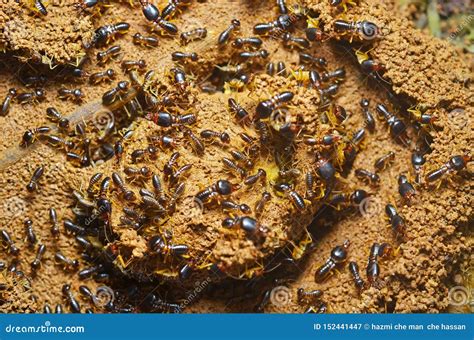 Colony of Termite at Ground Stock Image - Image of termite, close: 152441447