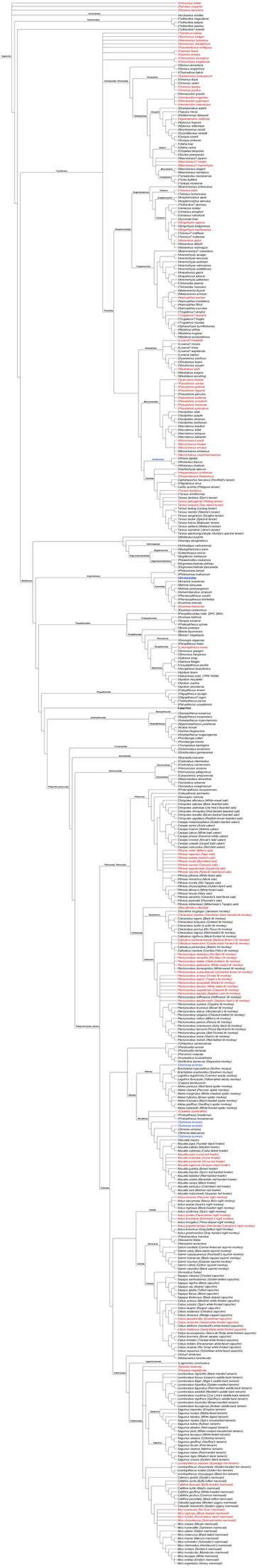 Haplorhini Cladogram by PaleoNerd1905 on DeviantArt