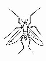 Mosquito Insect Coloring Page  Free Printable Pages For Kids sketch template
