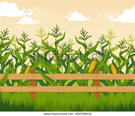 28,437 Corn Field Stock Vectors, Images & Vector Art | Shutterstock