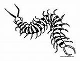Centipede Coloring Pages sketch template