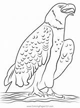 Happy Eagle Coloring Page For Kids  Free Hawks And Eagles Printable sketch template