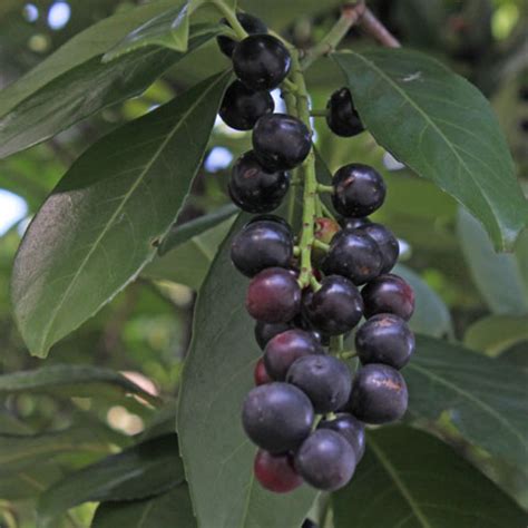 Goji Berry Plant Identification - Garden Plant