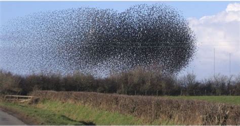 Why (And How) Starlings Fly In Huge Flocks