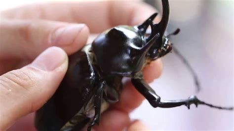 Largest Rhinoceros Beetle