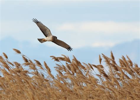 Young Male Harrier Hawk hunting Wetlands Park | It only took… | Flickr