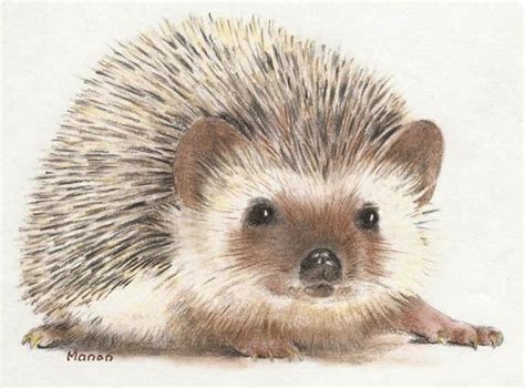 Colored pencil drawings | Hedgehog illustration, Hedgehog drawing, Color pencil drawing