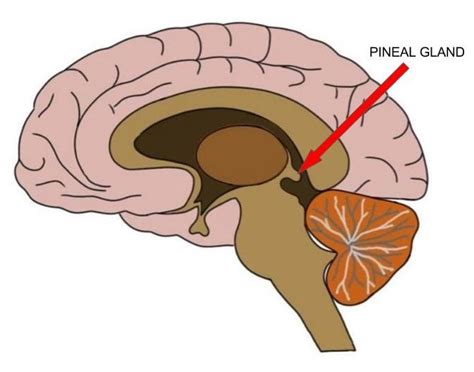 Know Your Brain: Pineal Gland