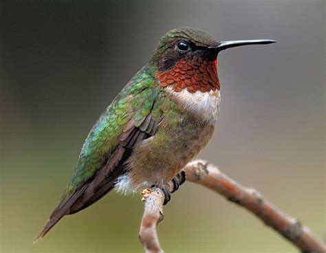 Ruby-throated #Hummingbirds breed in eastern US & winter in southern ...