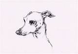 Italian Greyhound Drawing Sketch Coloring Page sketch template