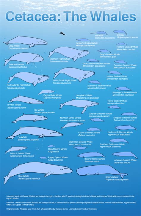 Blue Whale Size Comparison Chart - MH Newsoficial