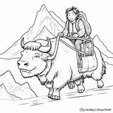 Yak Coloring Pages  Free & Printable sketch template