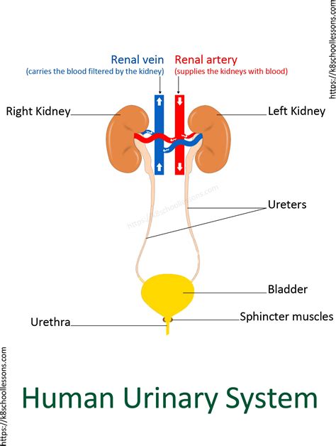 Body Systems Diagram For Kids - Anatomy Body System