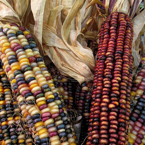 Flint Corn | Flint corn (Zea mays var. indurata) also known … | Flickr