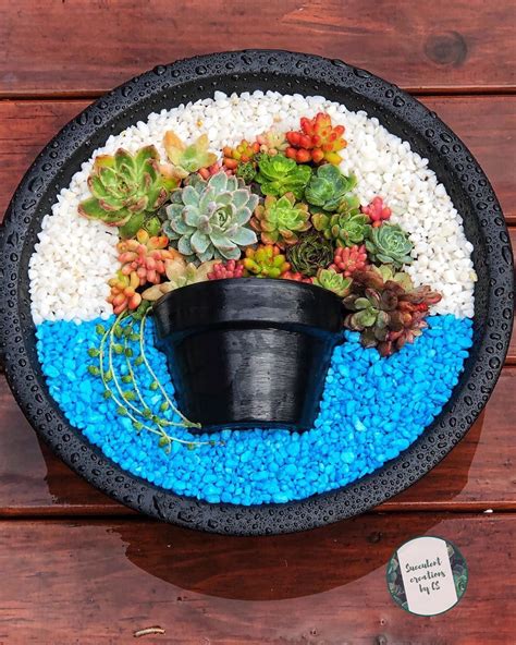 Reader project: A gorgeous succulent garden in a $7.50 Kmart tray | Gardening trays, Succulent ...