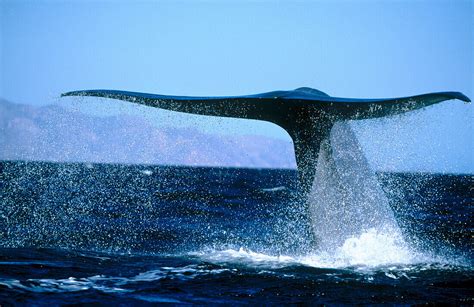 Blue Whale (Balaenoptera musculus) – License image – 70136989 lookphotos