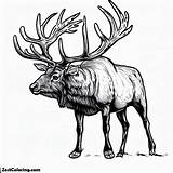 Free Printable Elk Coloring Pages Coloring sketch template