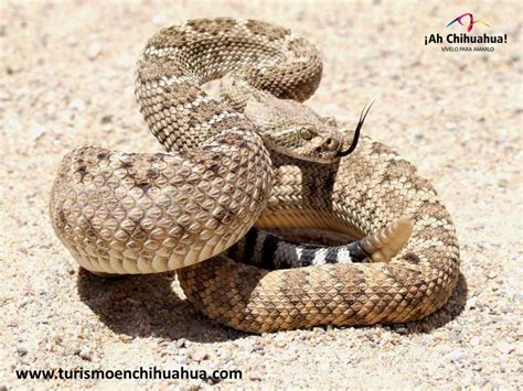 TURISMO EN CHIHUAHUA LE HABLA DE LA SERPIENTE DE CASCABEL 5 | Animales ...