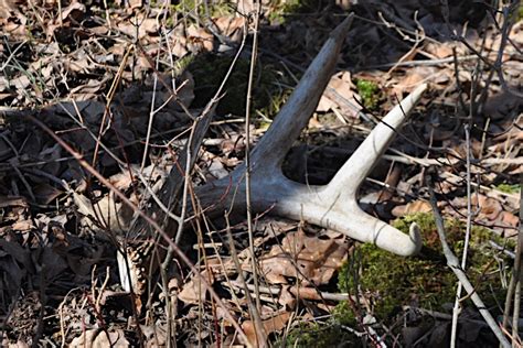 When Do Deer Shed Their Antlers? The Factors That Affect The Yearly ...