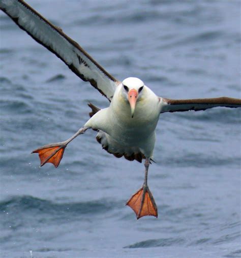 Bird Lore: Laysan Albatross - My Edmonds News