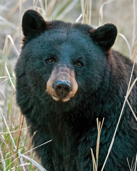 Black Bear closeup Photograph by Gary Langley - Fine Art America