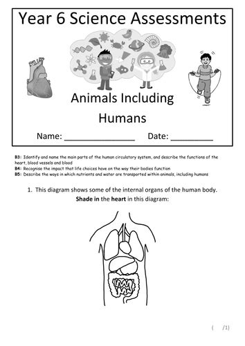 Year 6 Science Assessment: Animals Including Humans | Teaching Resources