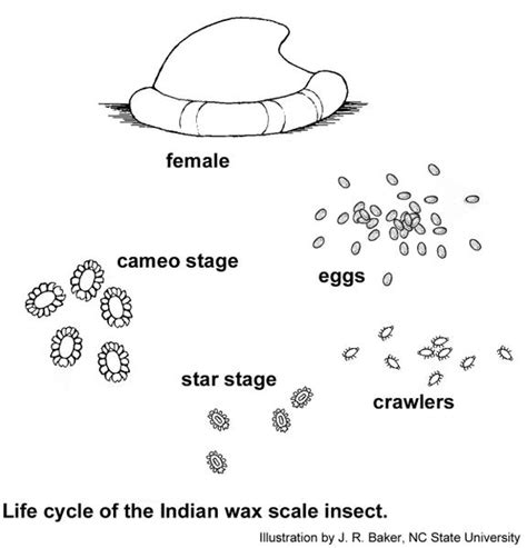 Indian Wax Scale Insect | NC State Extension Publications