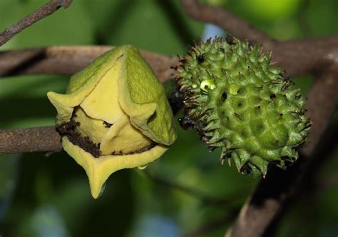 Annona muricata L. | Plants of the World Online | Kew Science