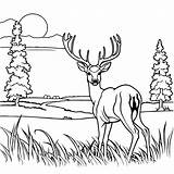 Majestic deer In Meadow coloring Page Lulu Pages sketch template
