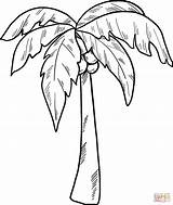 Coloring Pages Ideas Remarkable Palm Tree Free  sketch template