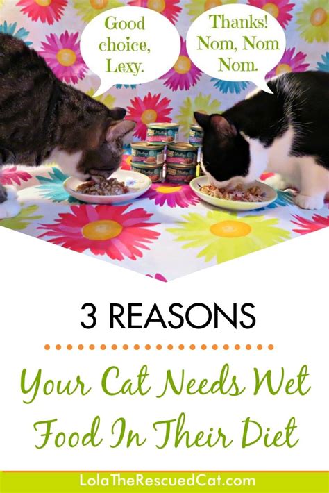 Three Reasons Your Cat Needs Wet Food in Their Diet | Lola The Rescued Cat