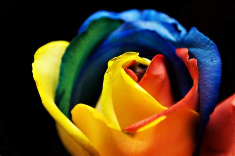 File:Rainbow Rose (3366550029).jpg - Wikipedia