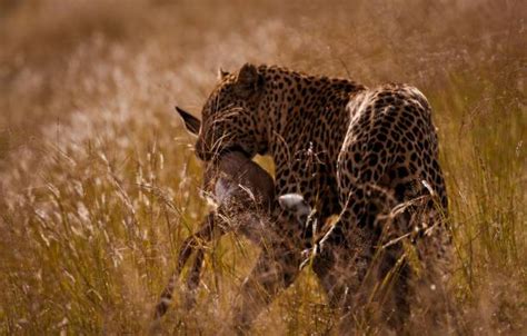 950+ Leopard Eating Stock Photos, Pictures & Royalty-Free Images - iStock