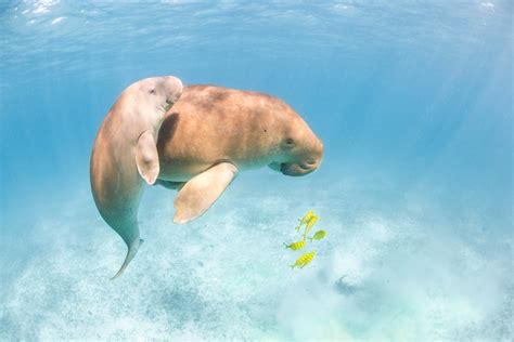 Dugong & Seagrass Hub on Twitter: "#Dugongs are entirely dependent on #seagrass for their diet ...